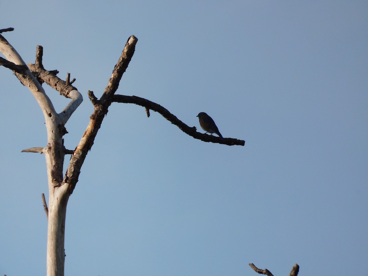 Блакитник східний - ML646426743