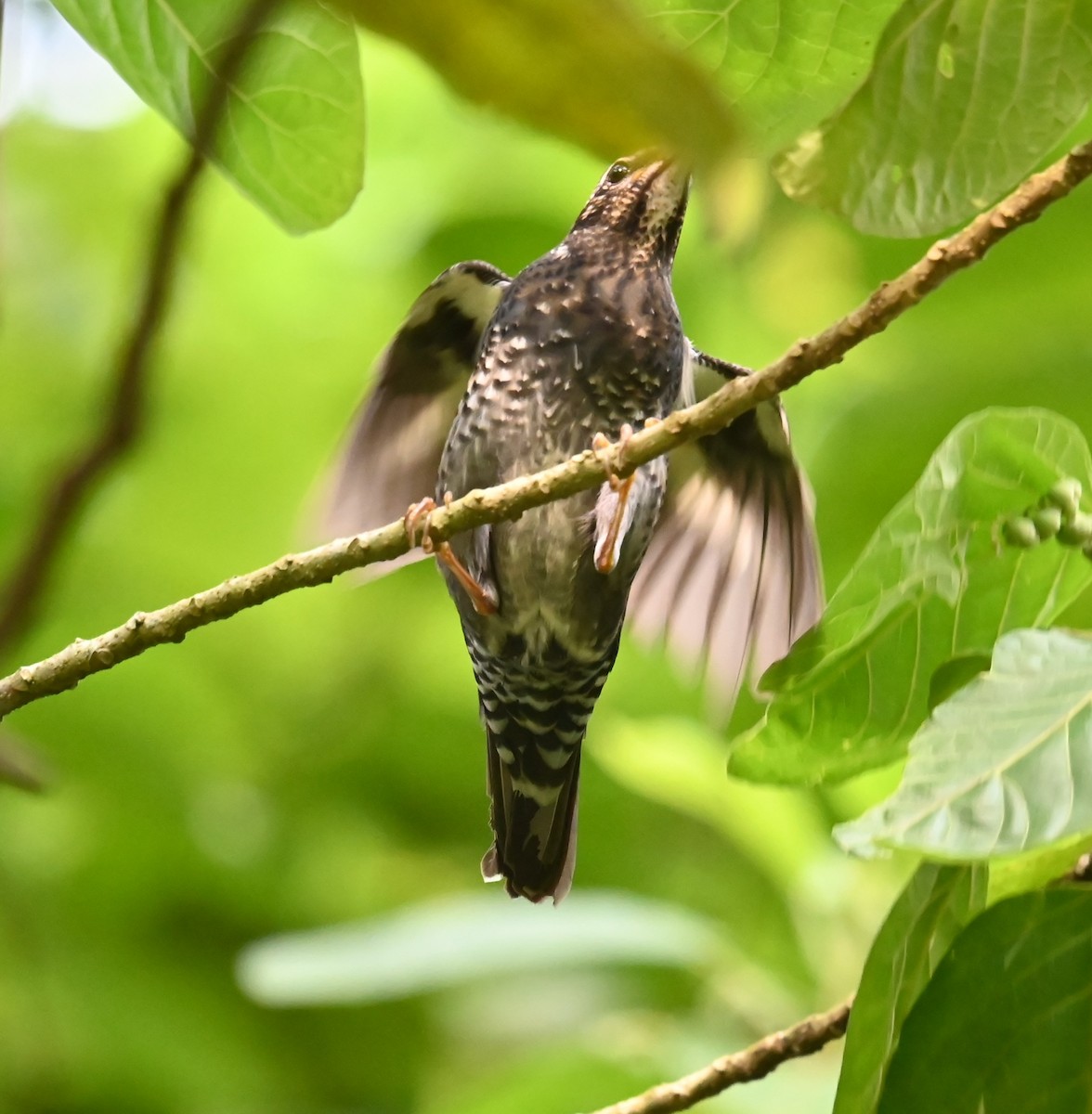 drozd tmavý - ML646426747