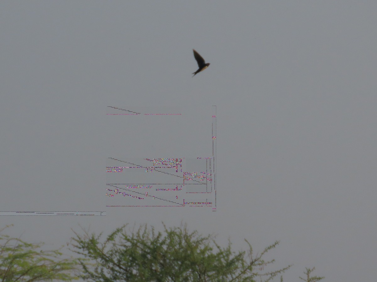 vlaštovka obecná - ML646426748