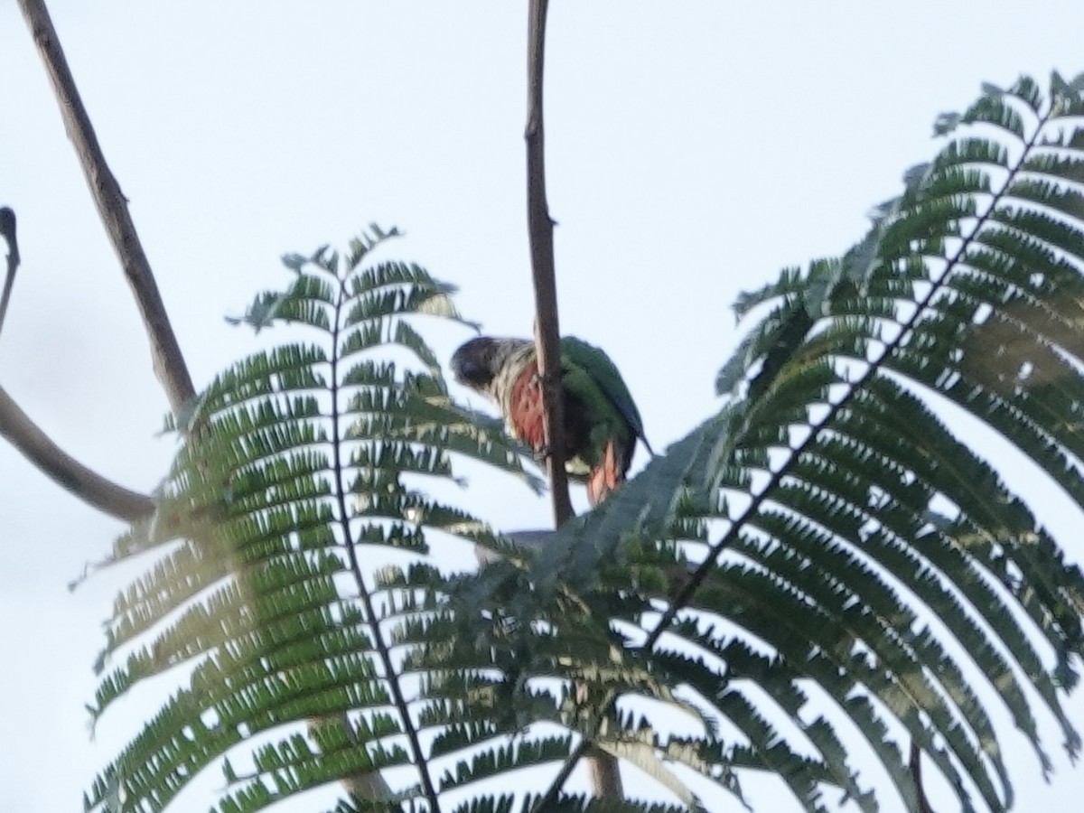 サンタレンウロコインコ - ML646426749