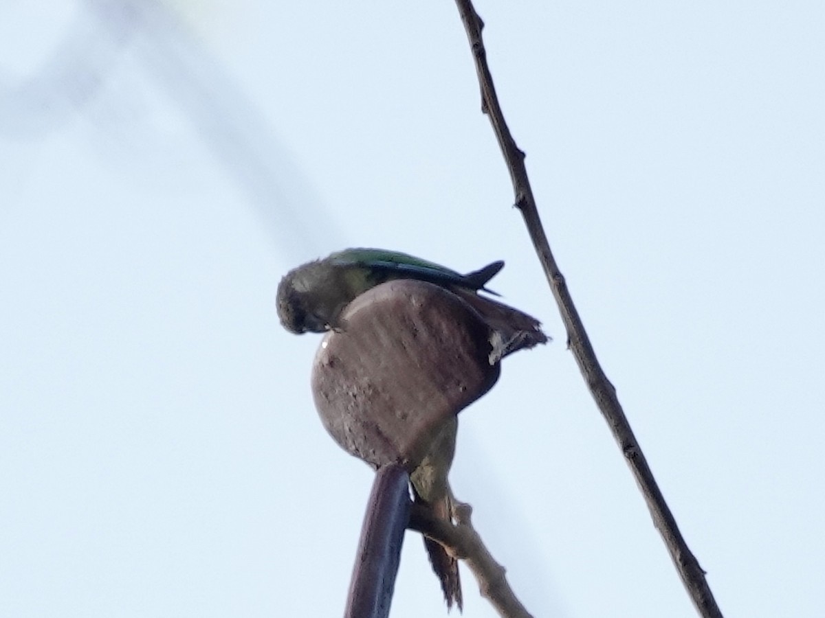 サンタレンウロコインコ - ML646426750