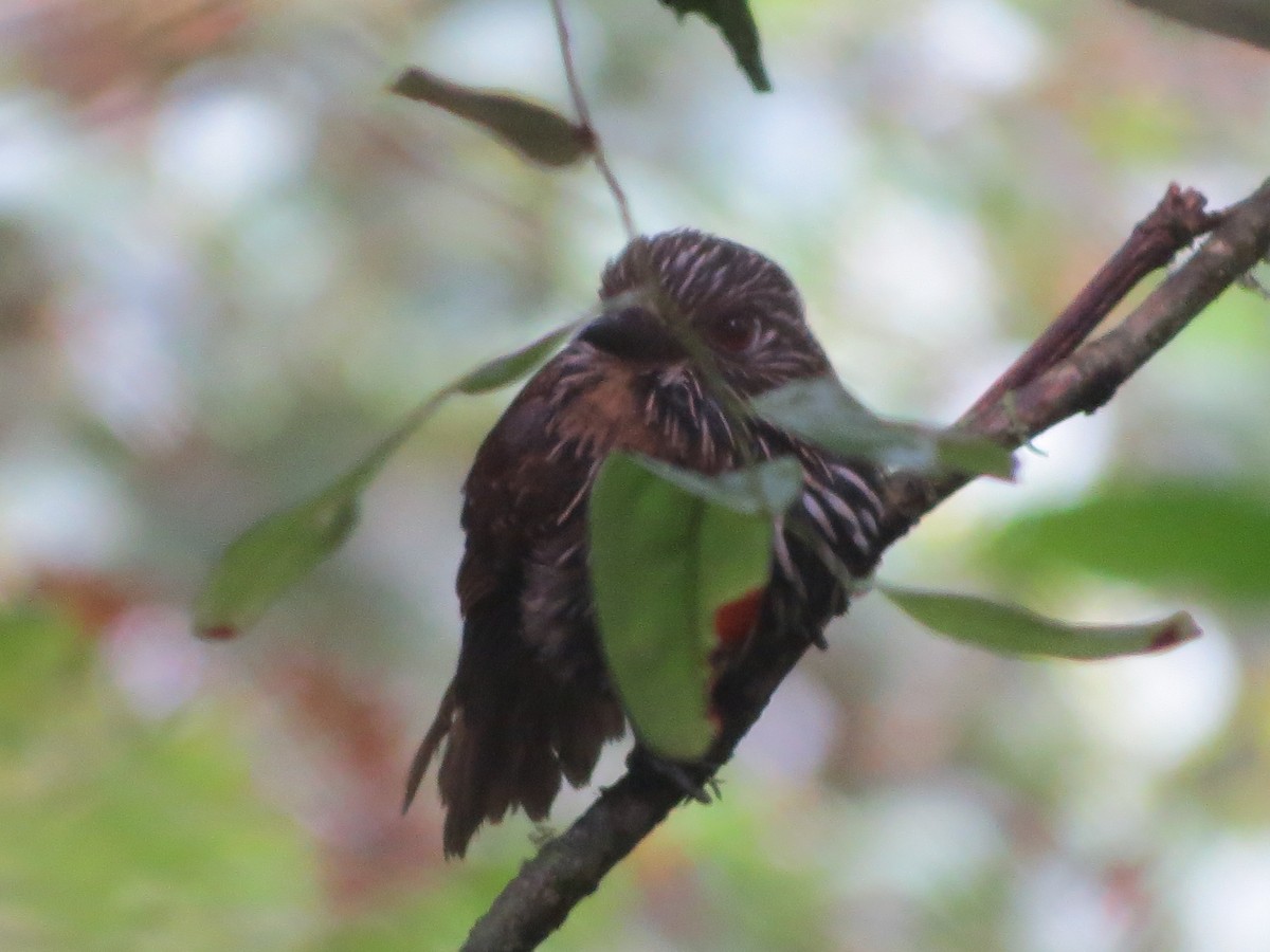 Black-streaked Puffbird - ML646426754