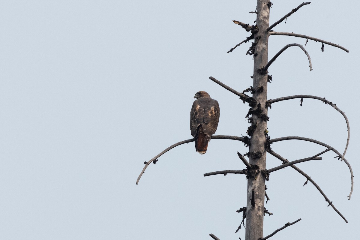 Red-tailed Hawk - ML646426755