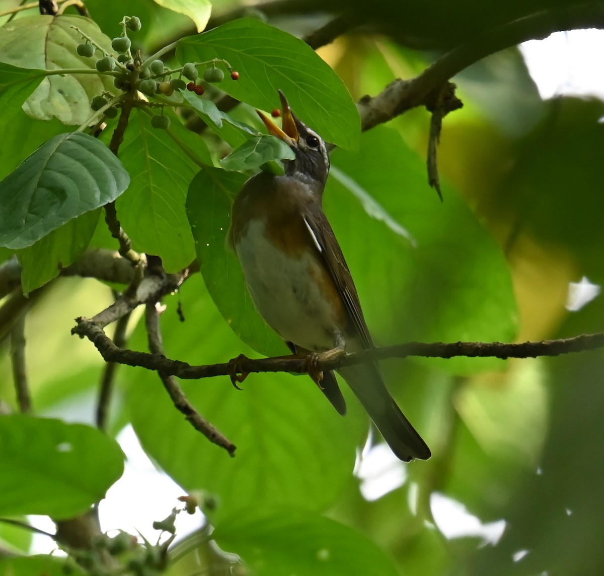 Eyebrowed Thrush - ML646426756