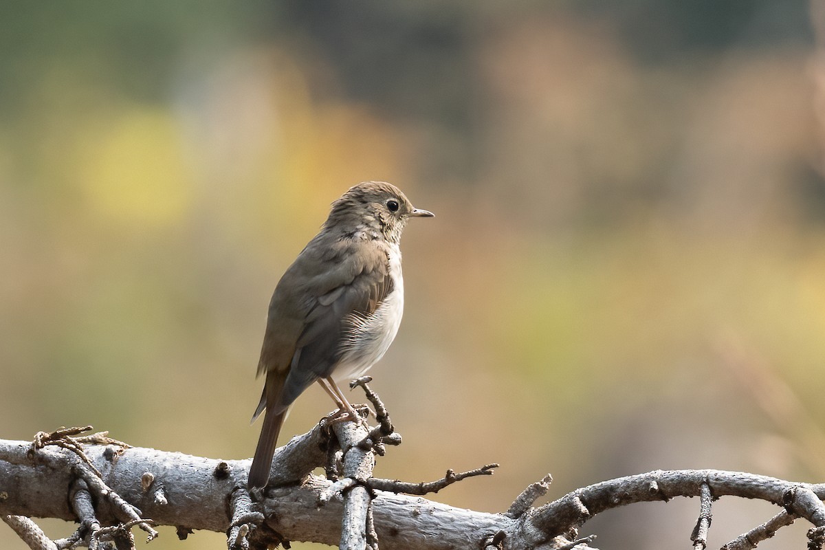 Townsend's Solitaire - ML646426757