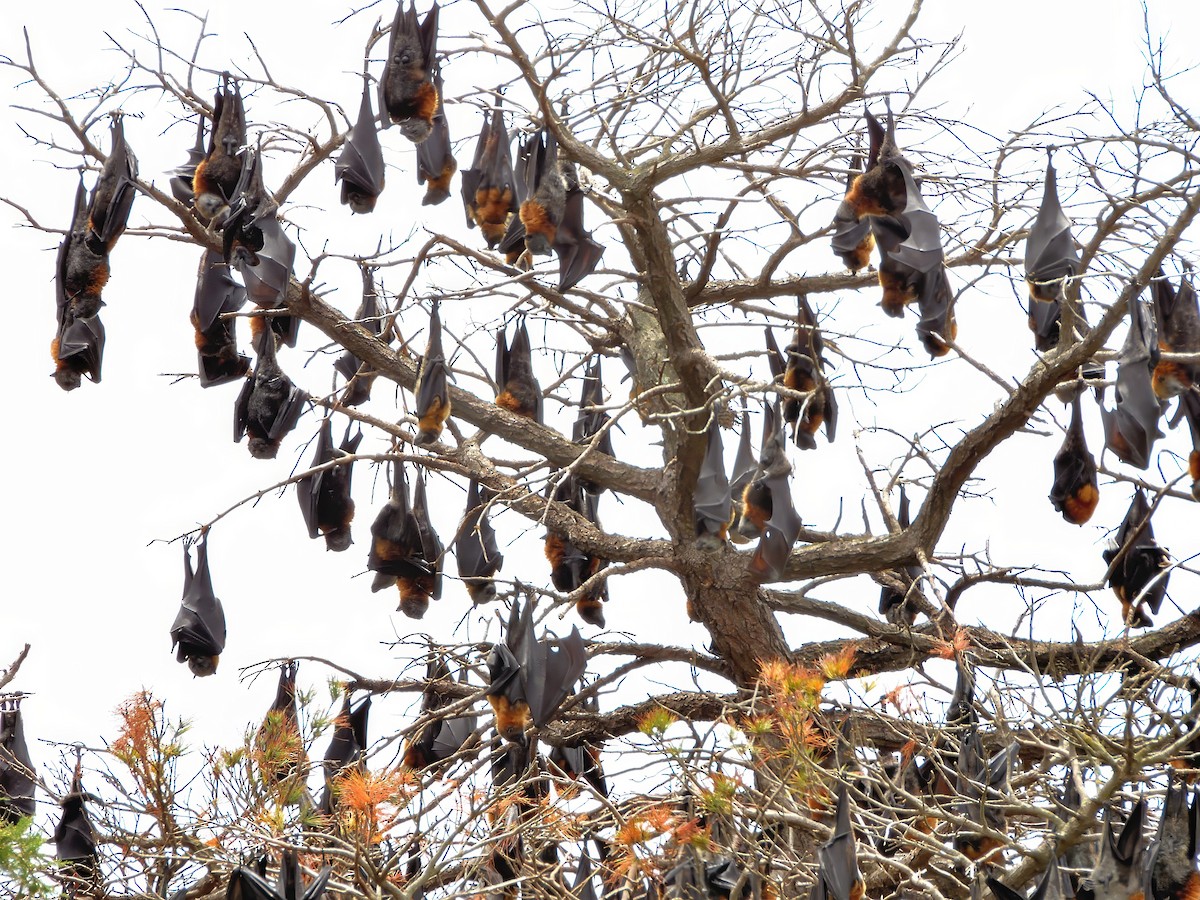 Grey-headed Flying-fox - ML646426764
