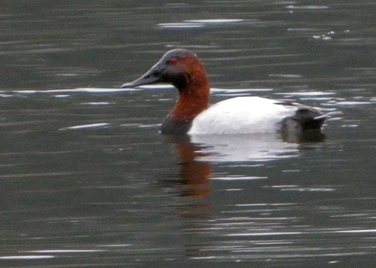 Murgilari bizkarzuria - ML646426765