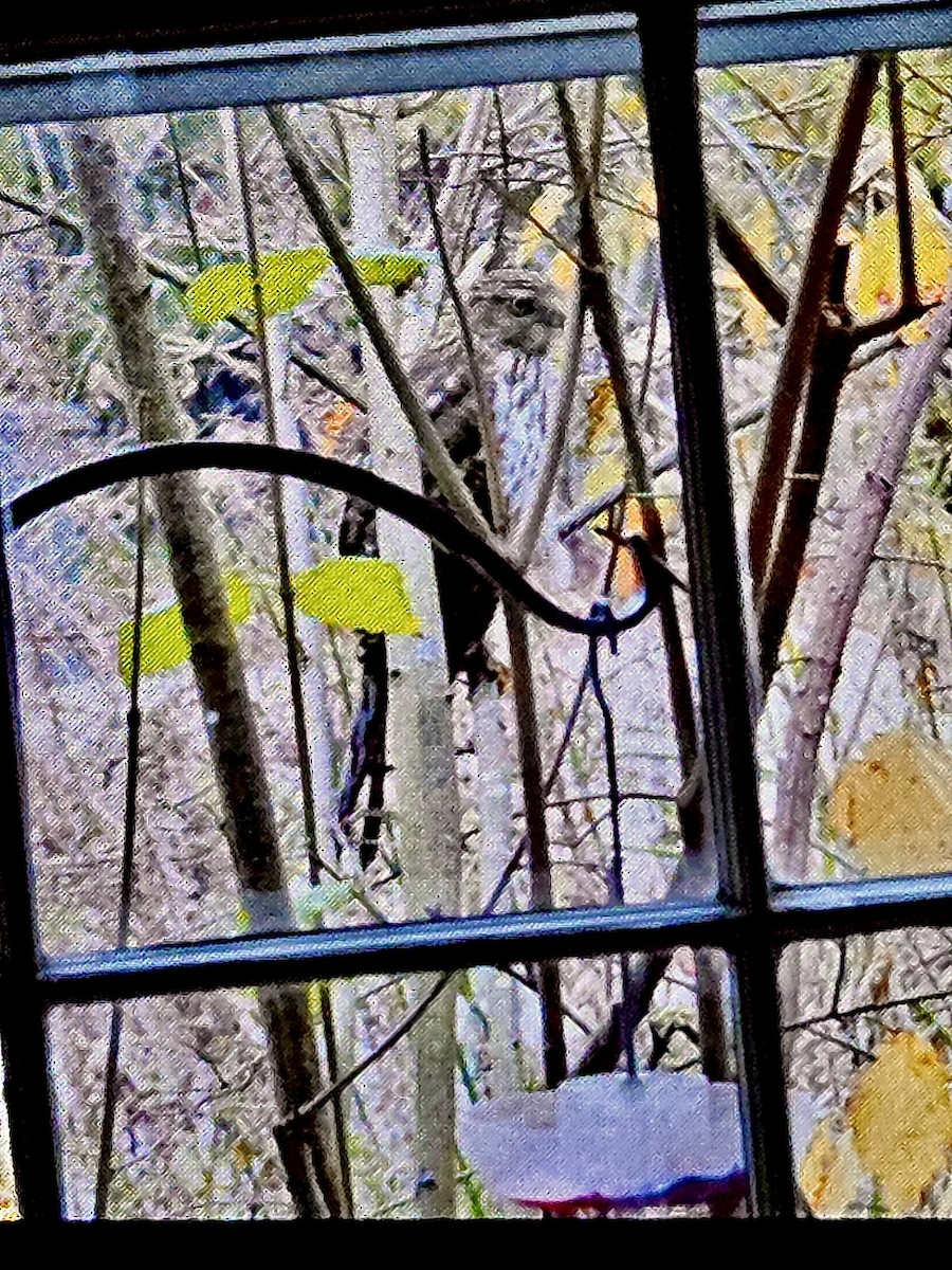 Cooper's Hawk - ML646426766