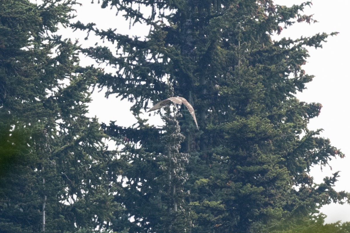 Northern Harrier - ML646426767