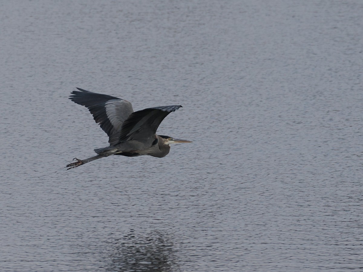 Большая голубая цапля [группа herodias] - ML646426769