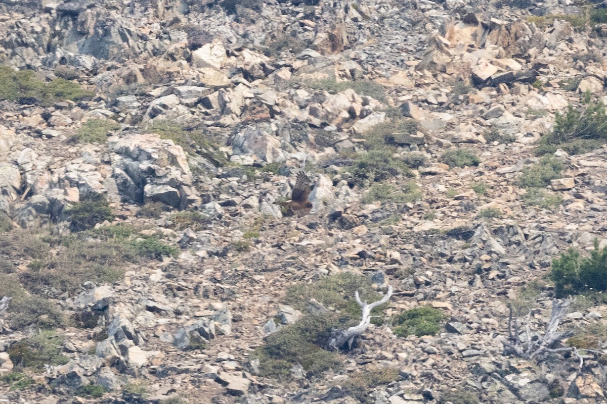 Northern Harrier - ML646426770