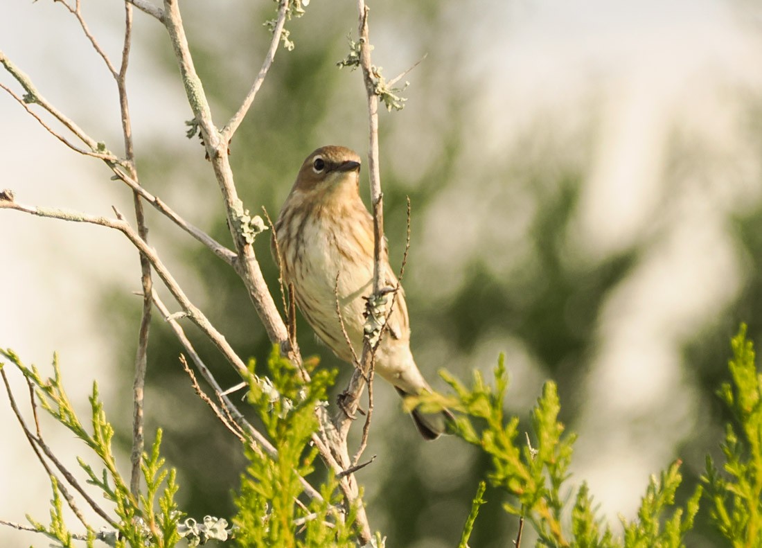 Yellow-rumped Warbler - ML646426772