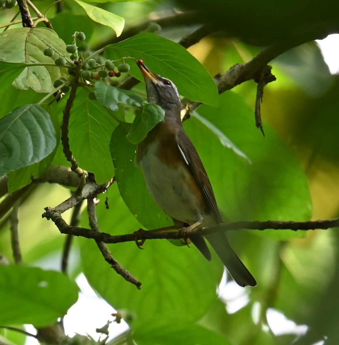 Eyebrowed Thrush - ML646426773