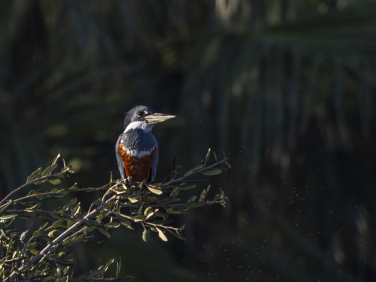 Ringed Kingfisher - ML646426774