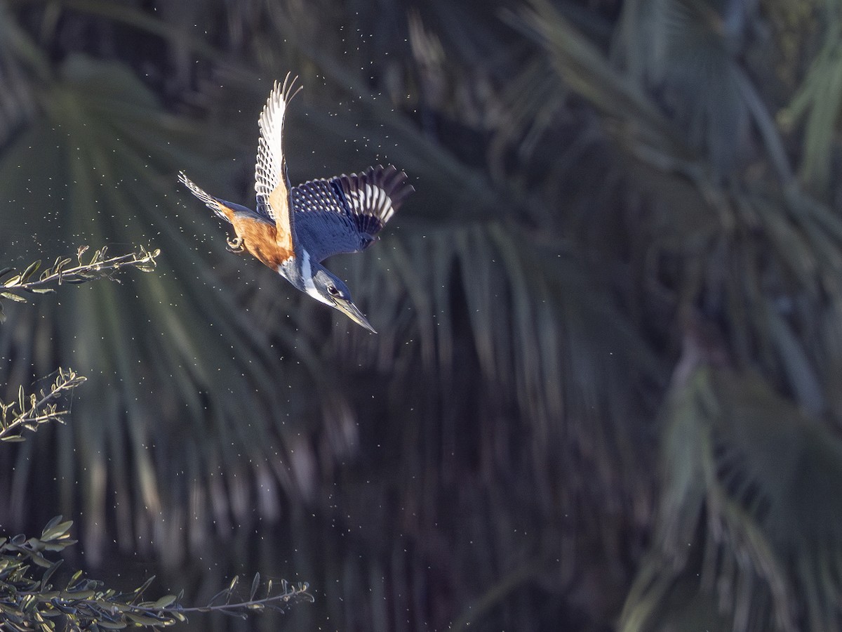 Ringed Kingfisher - ML646426775