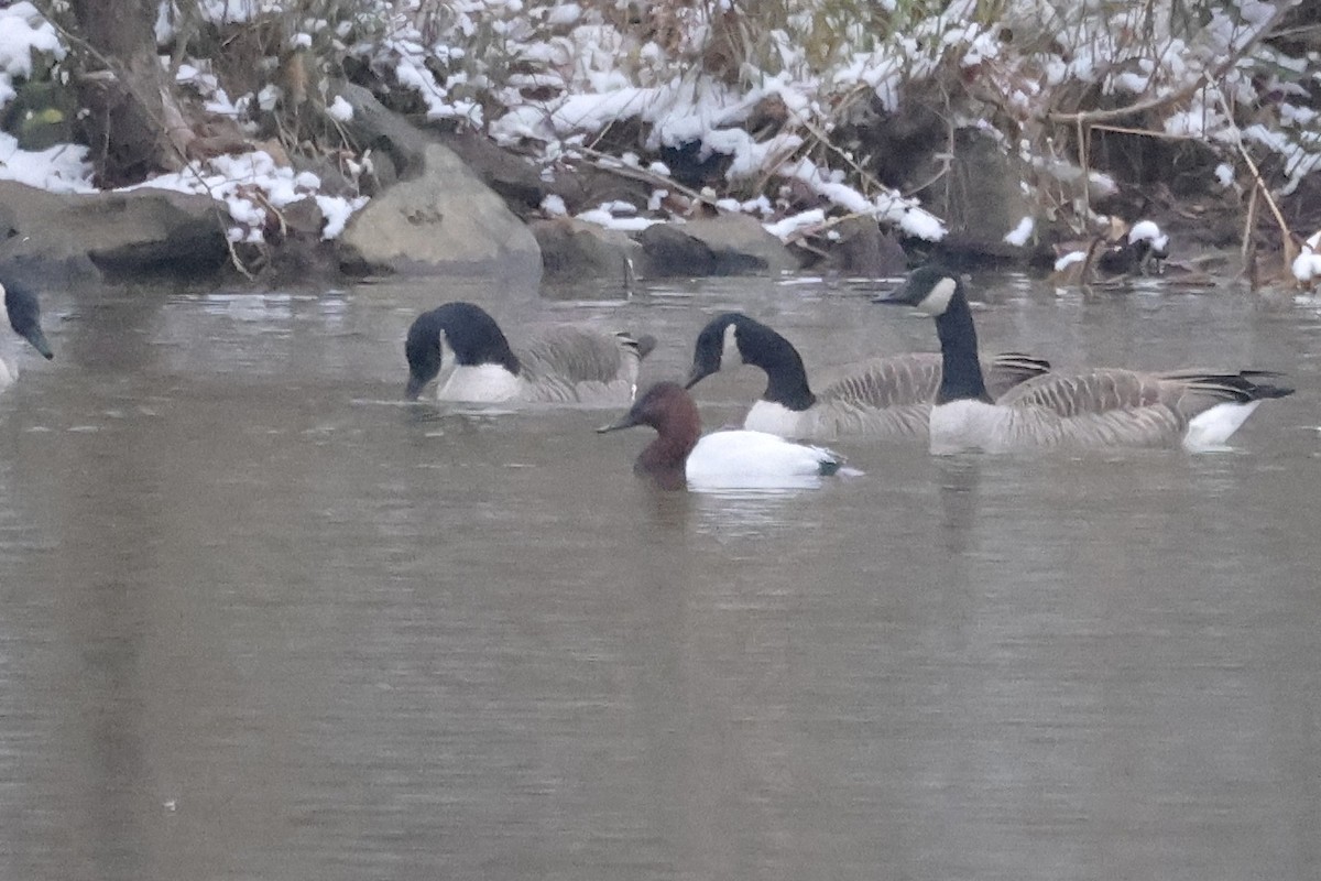 Murgilari bizkarzuria - ML646426776