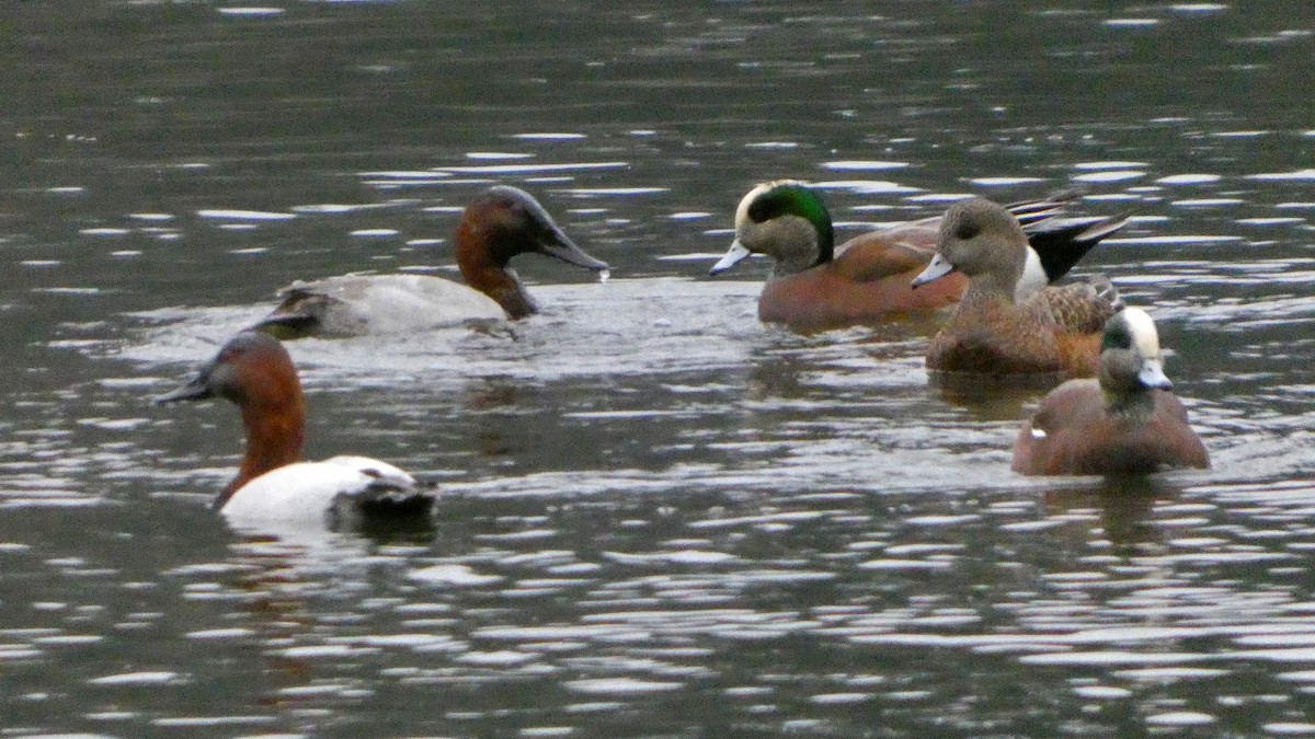 Murgilari bizkarzuria - ML646426777