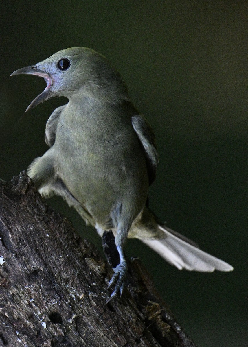 Palm Tanager - ML646426778