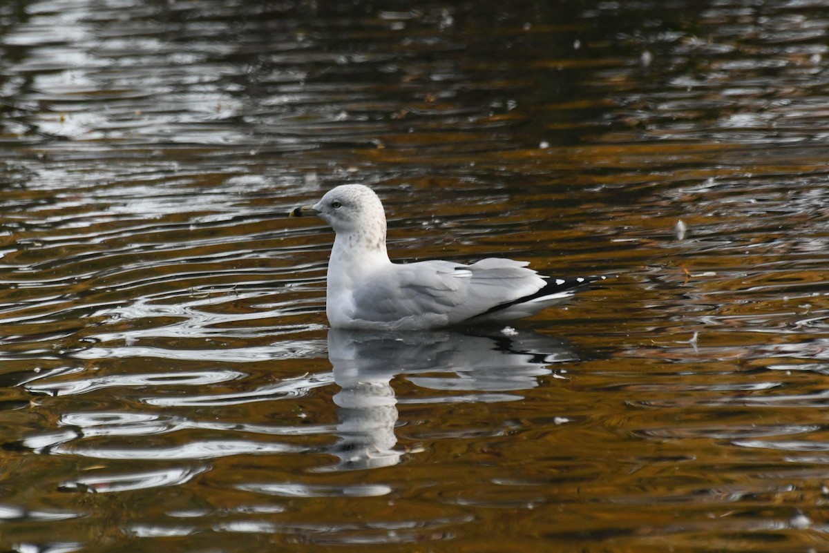 Ring-billed Gull - ML646426779