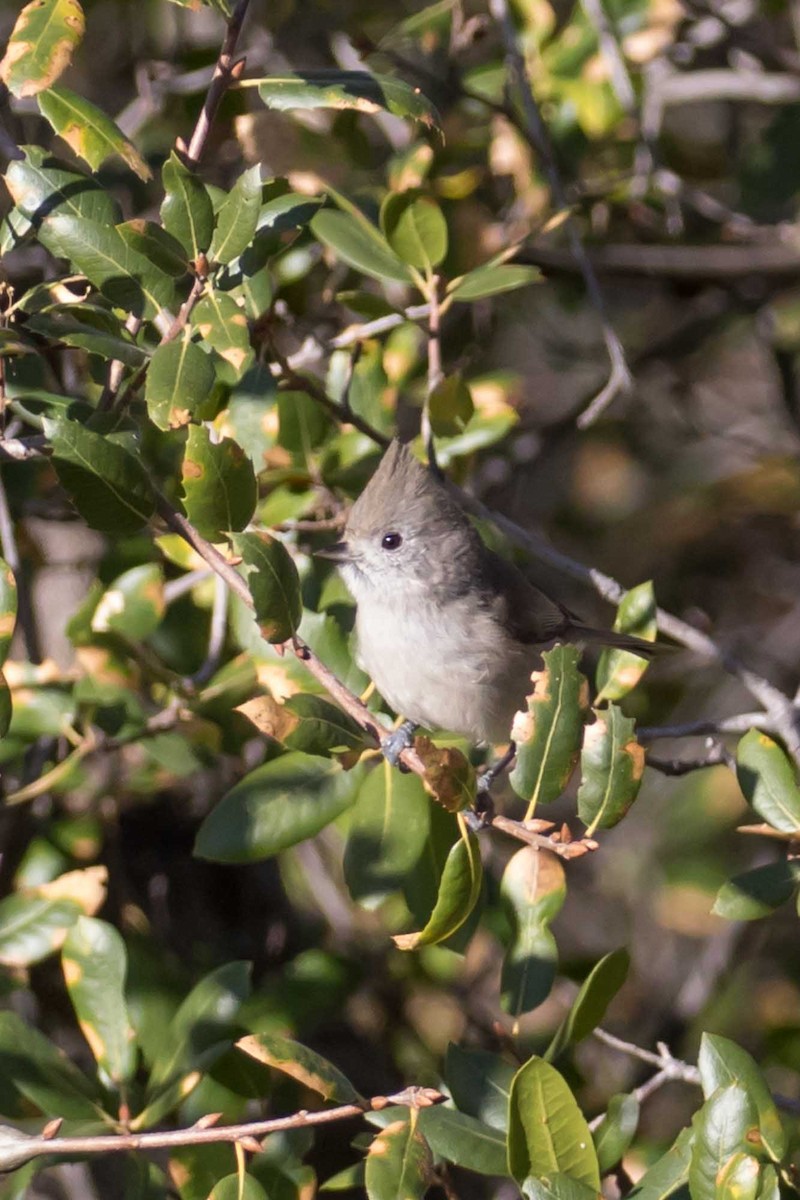 sýkora šedohnědá - ML646426782