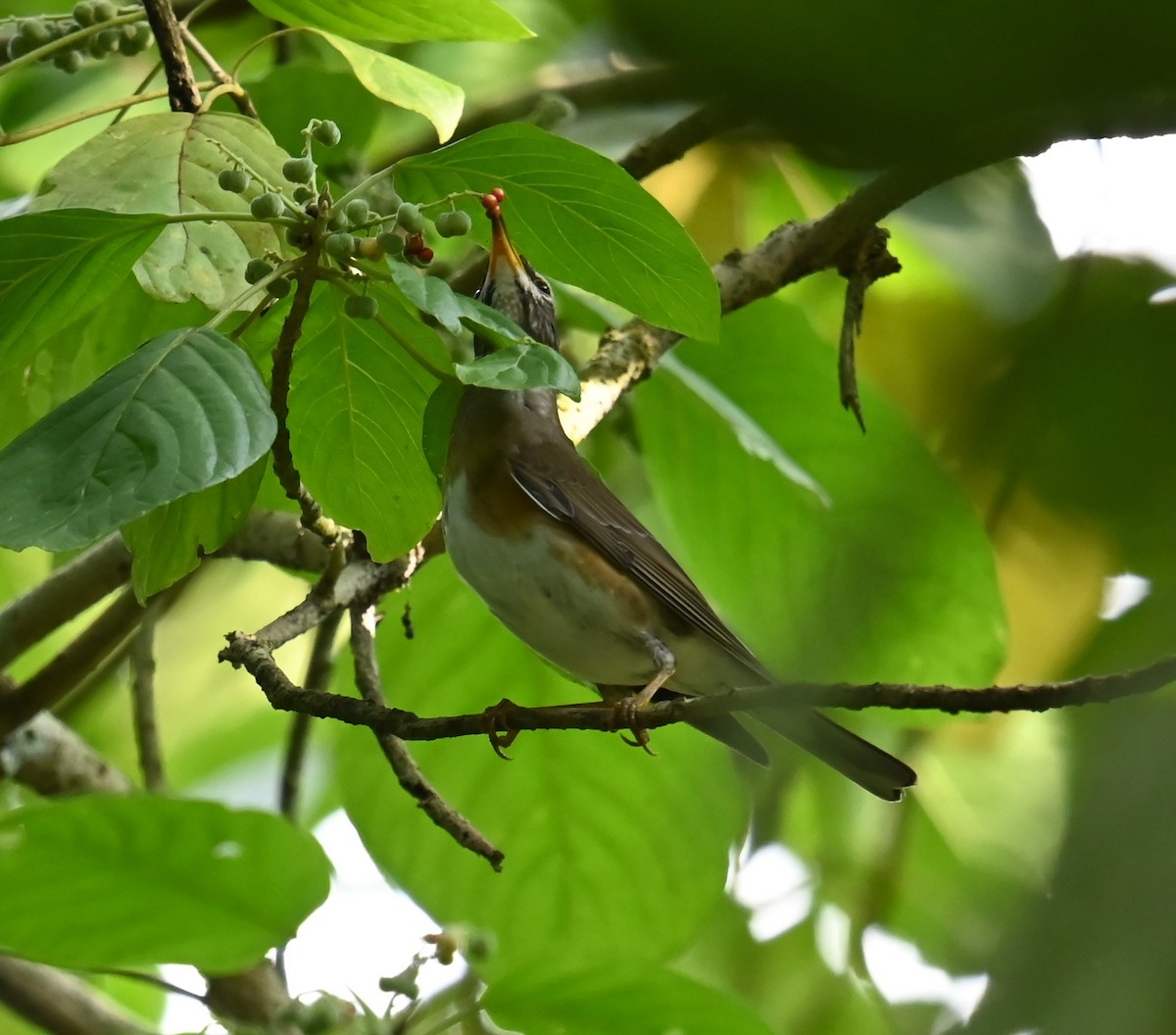 Eyebrowed Thrush - ML646426784