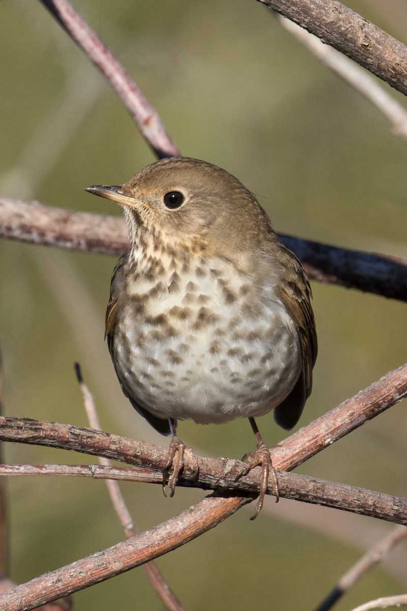 Hermit Thrush - ML646426789