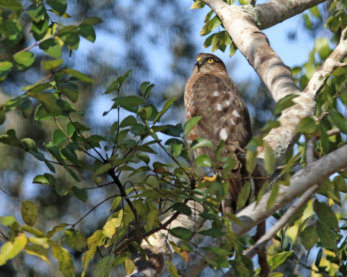 krahujec americký - ML646426790