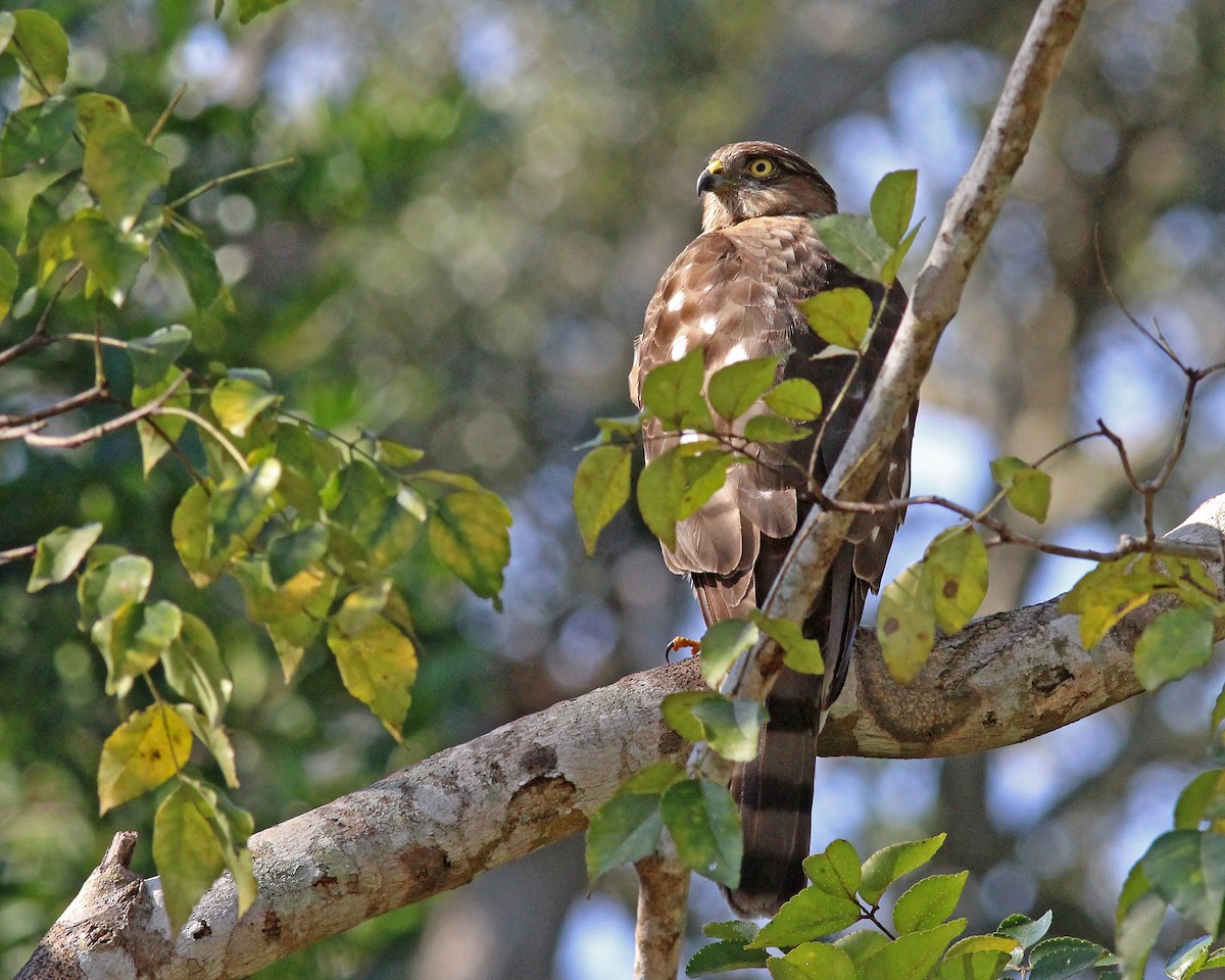 krahujec americký - ML646426791