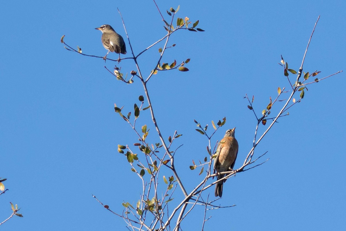 drozd stěhovavý - ML646426793