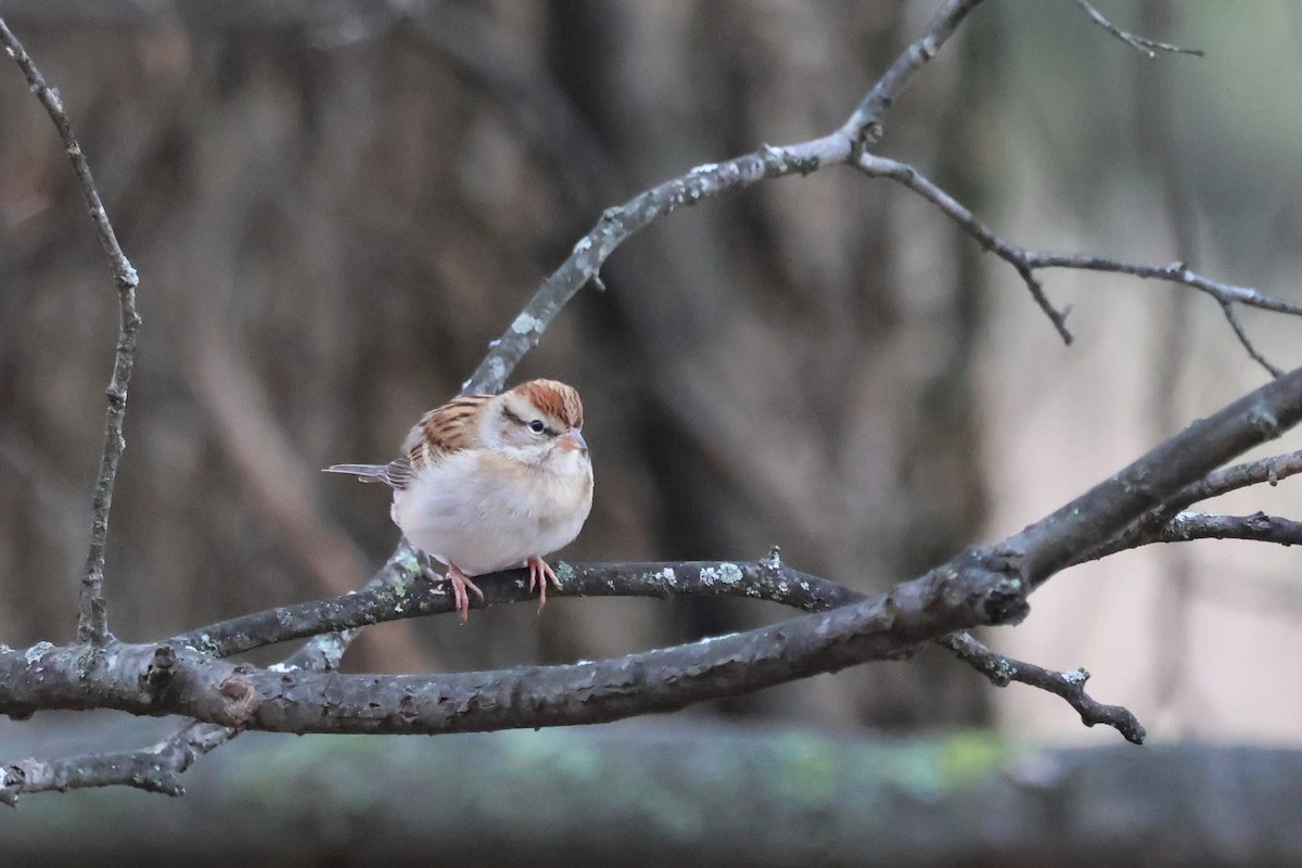 Chipping Sparrow - ML646426794