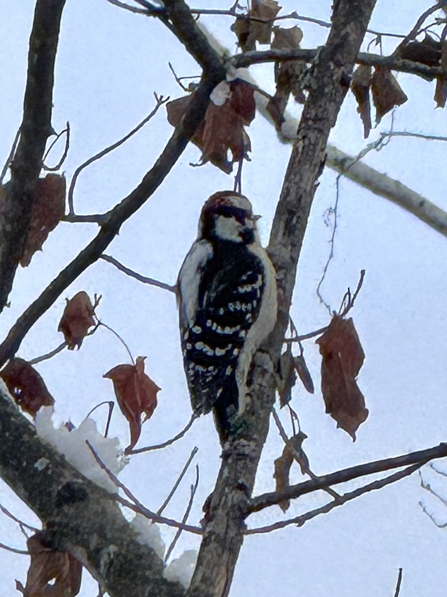 Downy Woodpecker - ML646426795