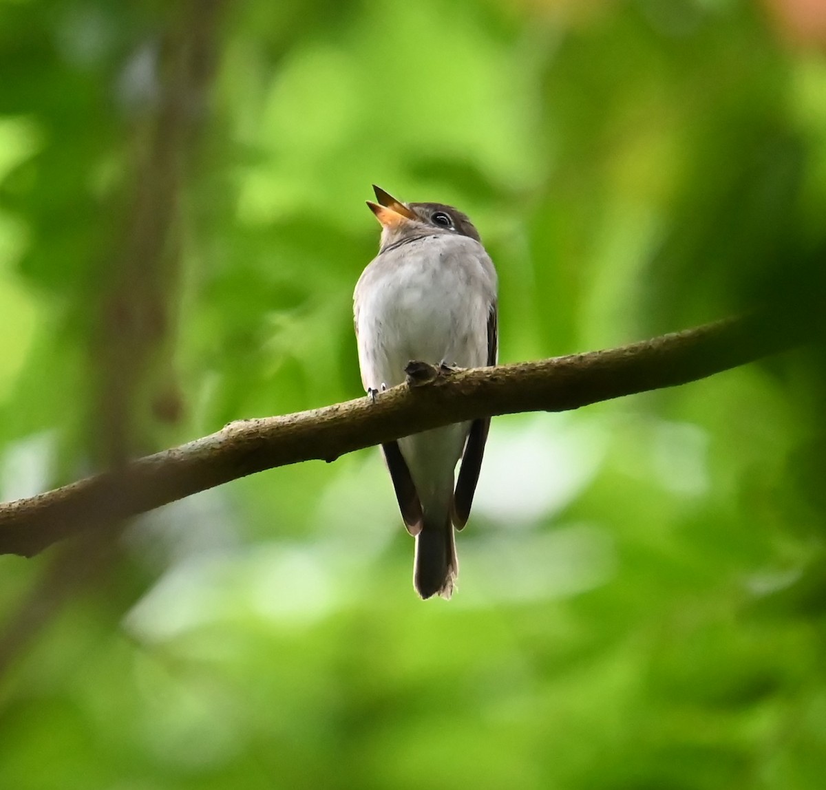 Asian Brown Flycatcher - ML646426798
