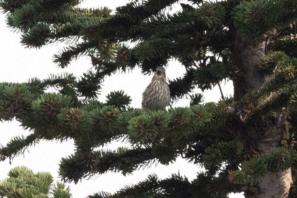 Cassin's Finch - ML646426799
