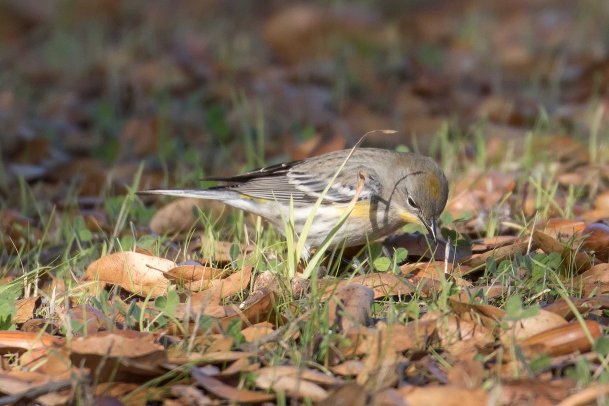 lesňáček žlutoskvrnný - ML646426800