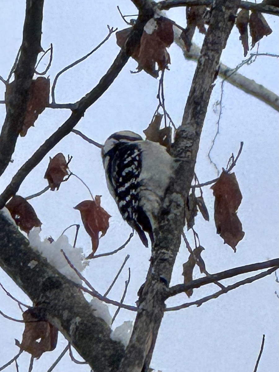Downy Woodpecker - ML646426801