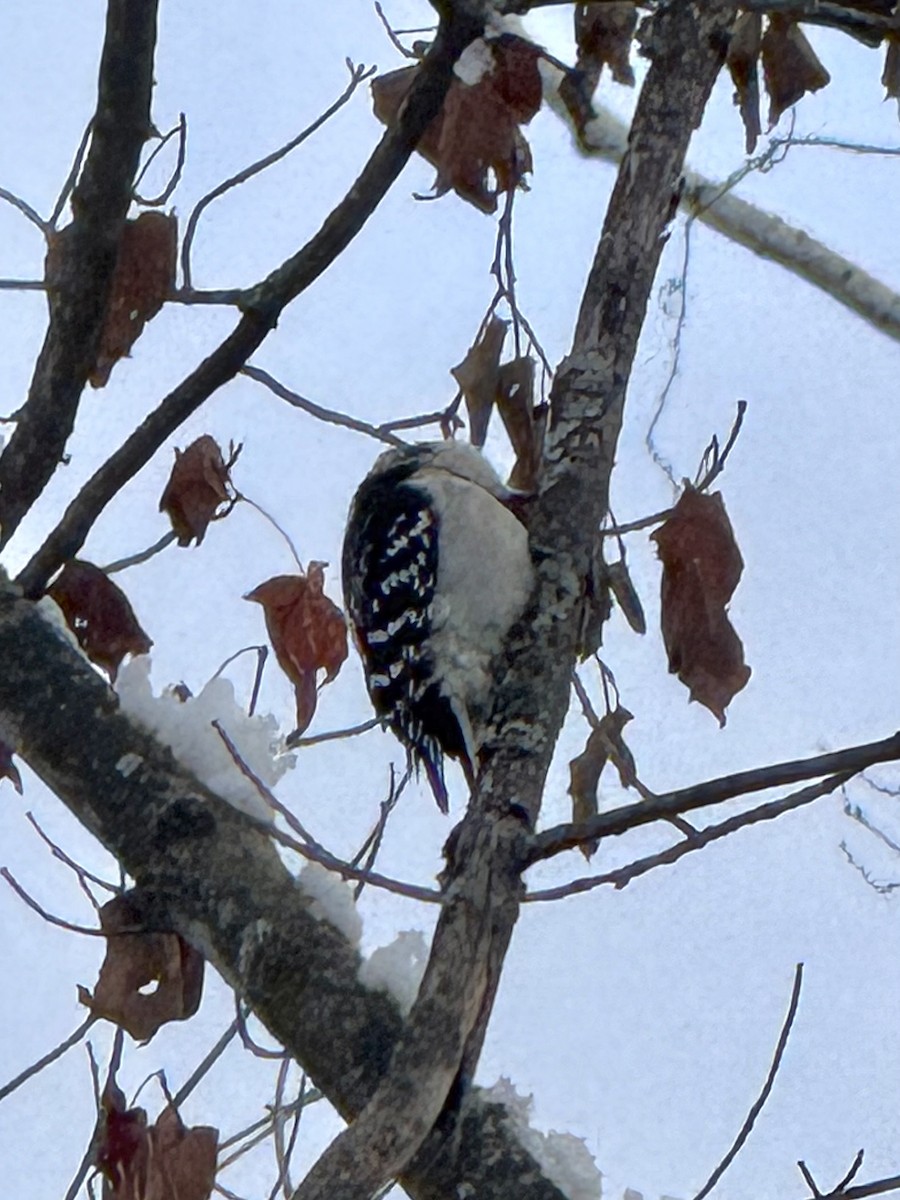 Downy Woodpecker - ML646426802