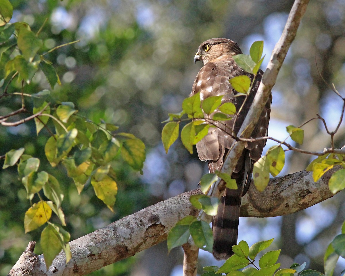 krahujec americký - ML646426803