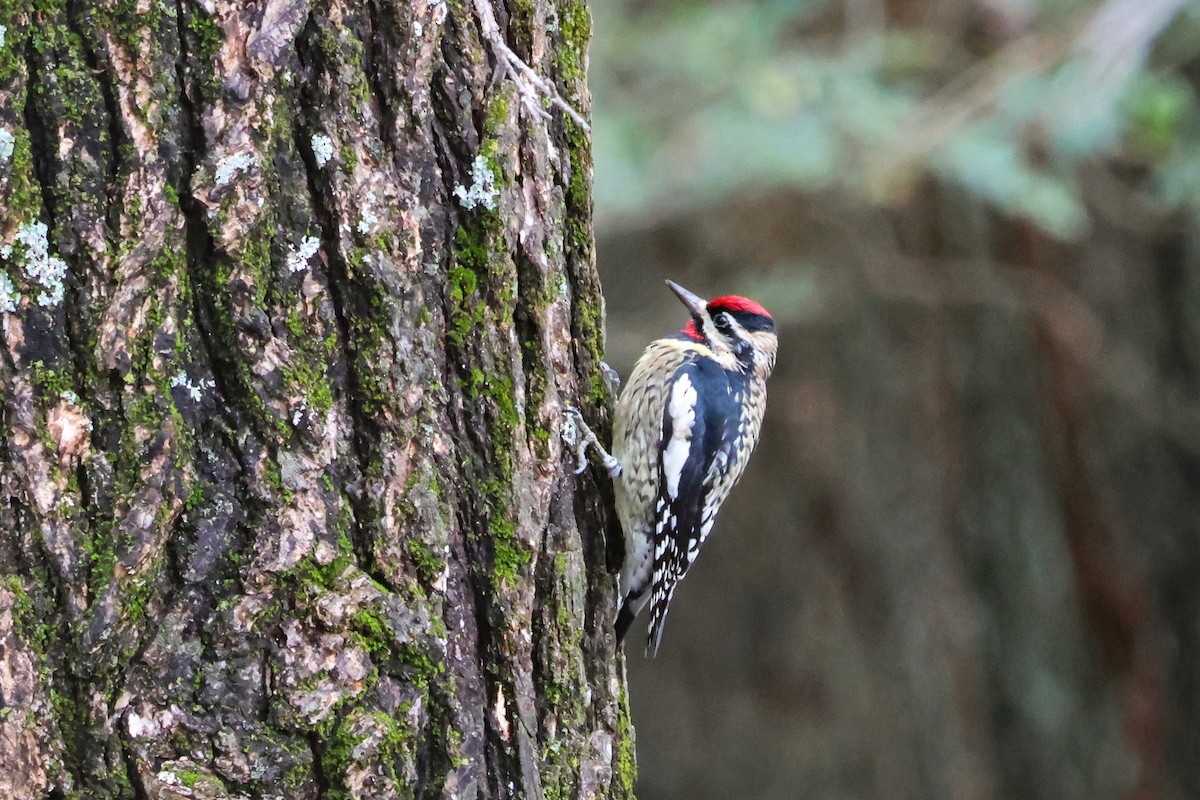 Yellow-bellied Sapsucker - ML646426806