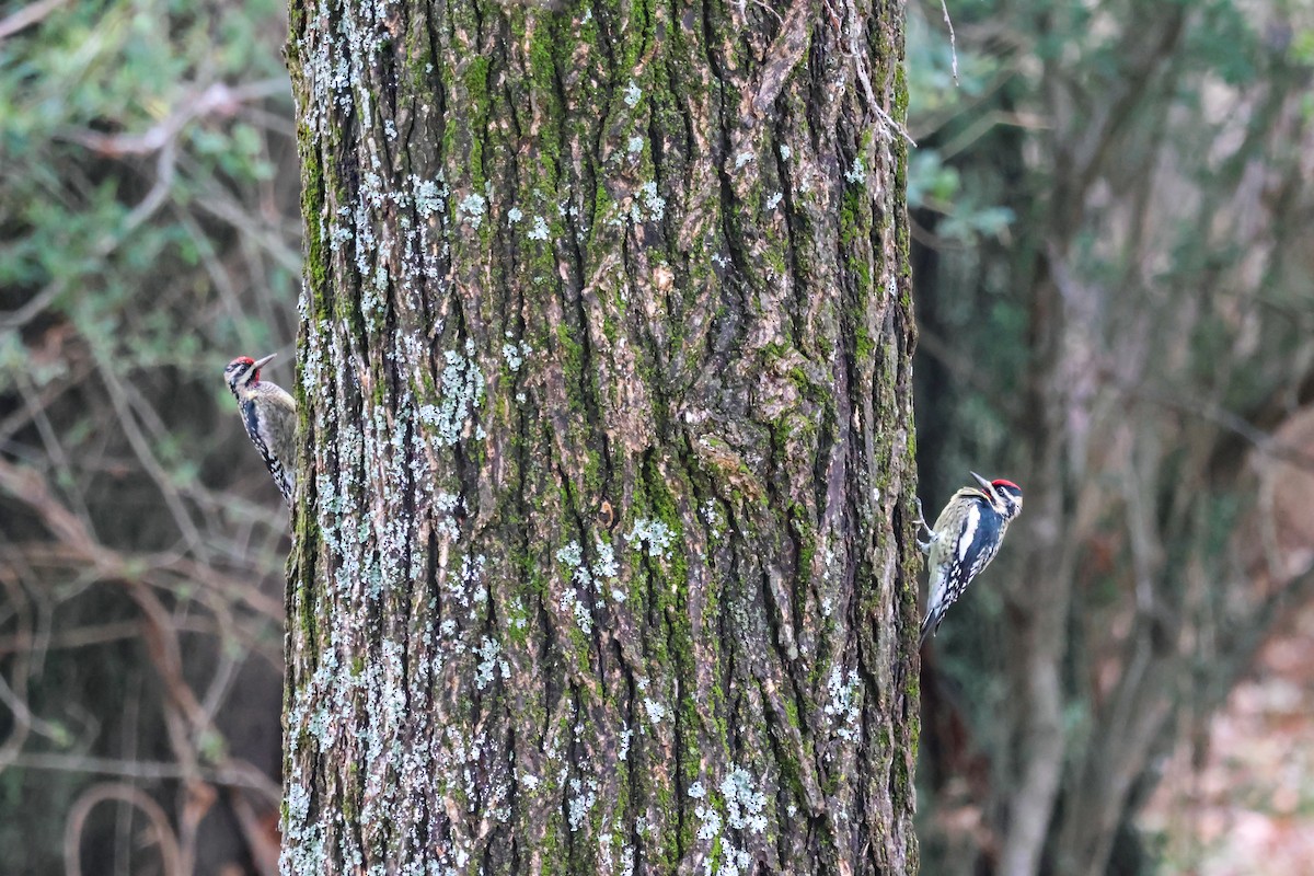 Yellow-bellied Sapsucker - ML646426807