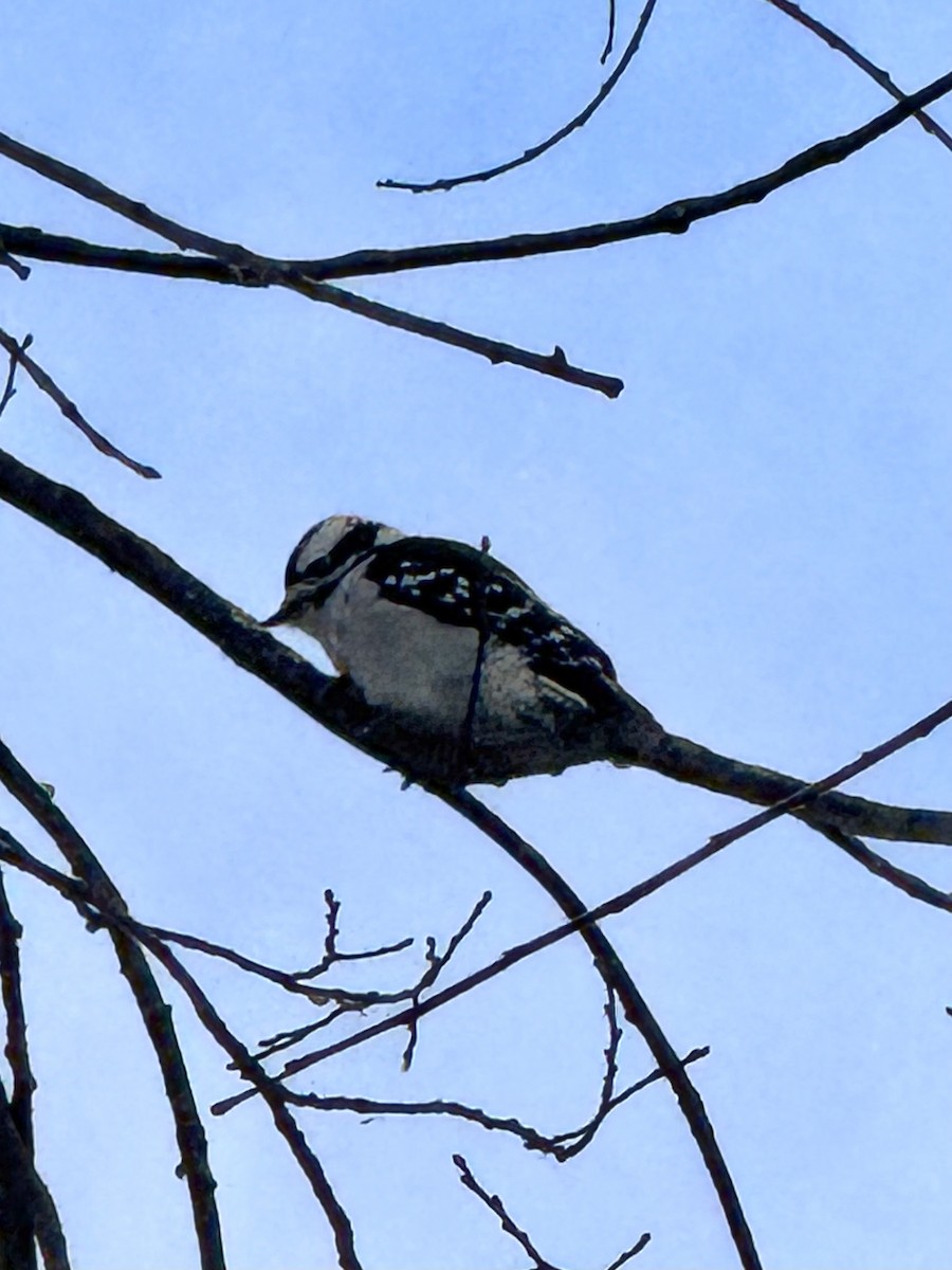 Downy Woodpecker - ML646426808