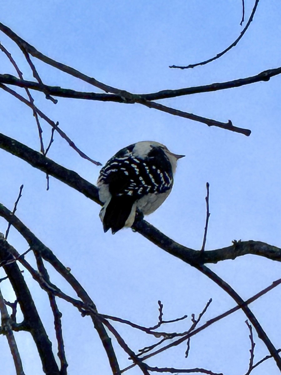 Downy Woodpecker - ML646426809