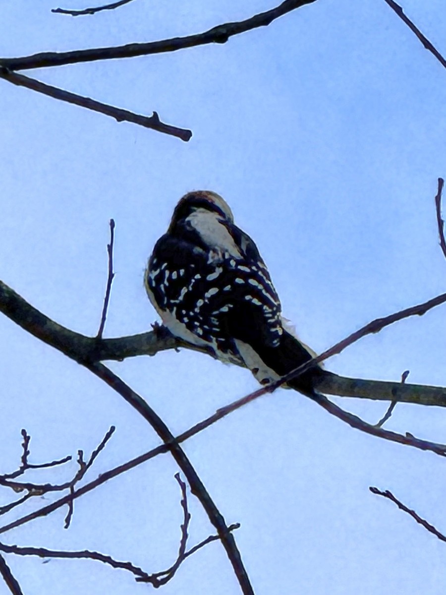 Downy Woodpecker - ML646426810