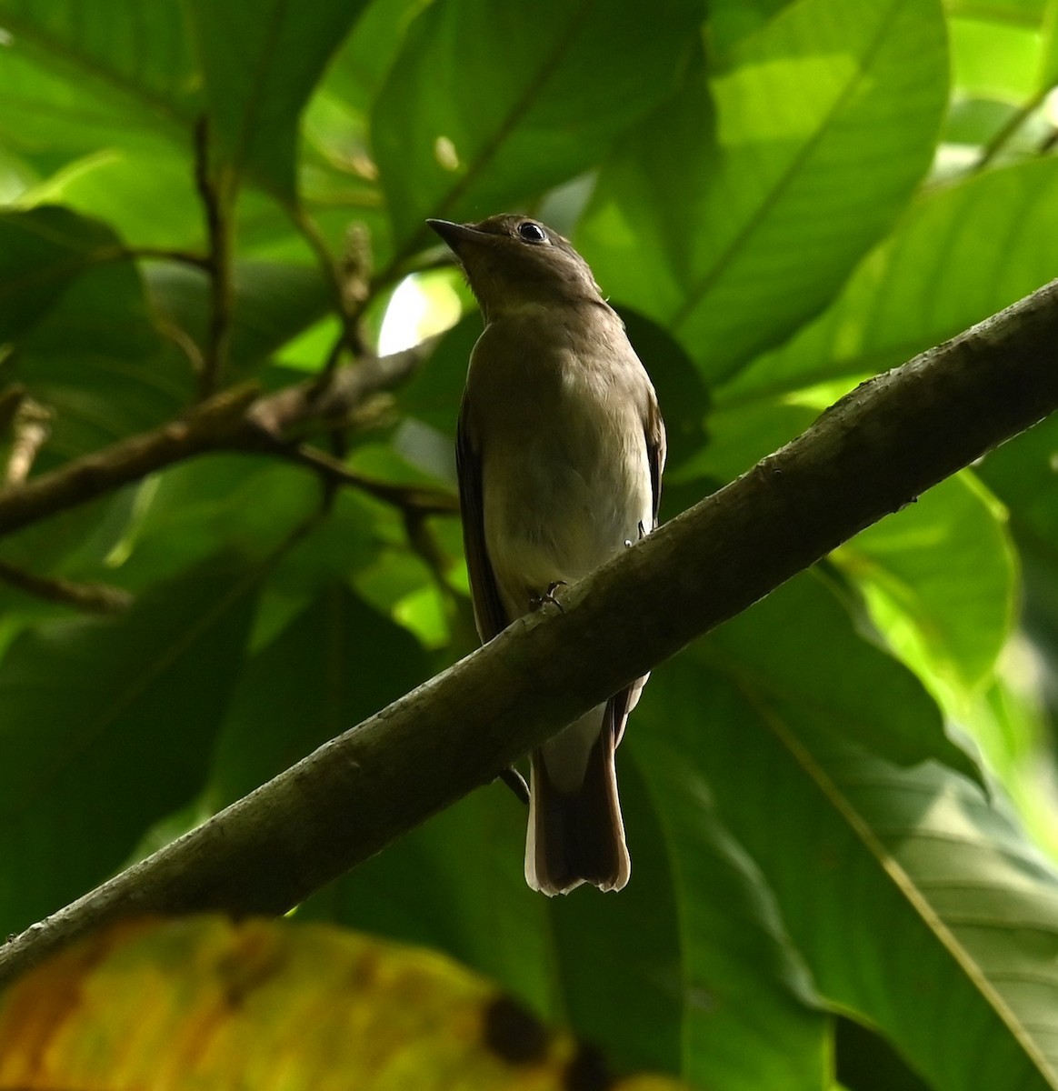 Blue-and-white/Zappey's Flycatcher - ML646426811
