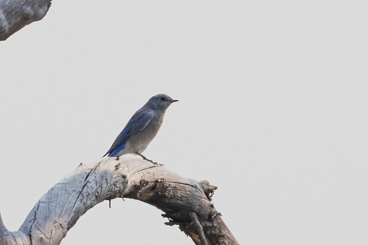 Mountain Bluebird - ML646426812