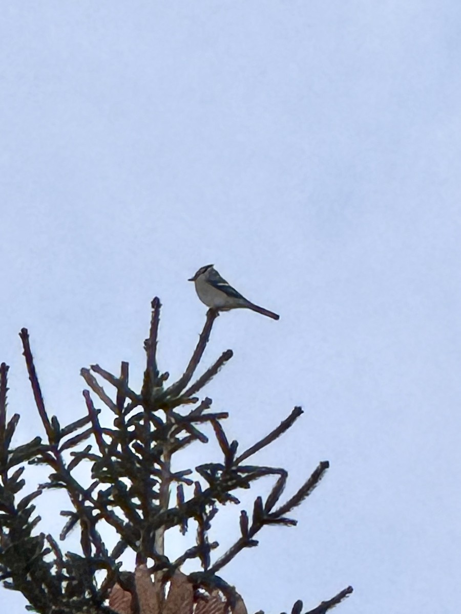 Blue Jay - ML646426821