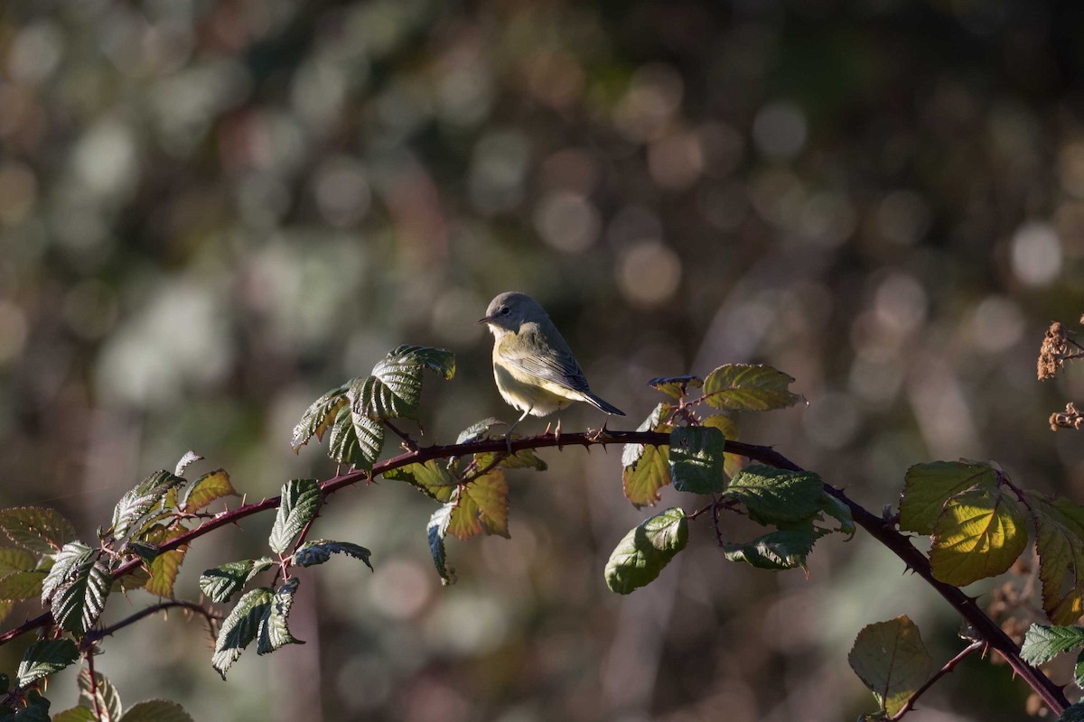lesňáček hvězdičkový - ML646426824