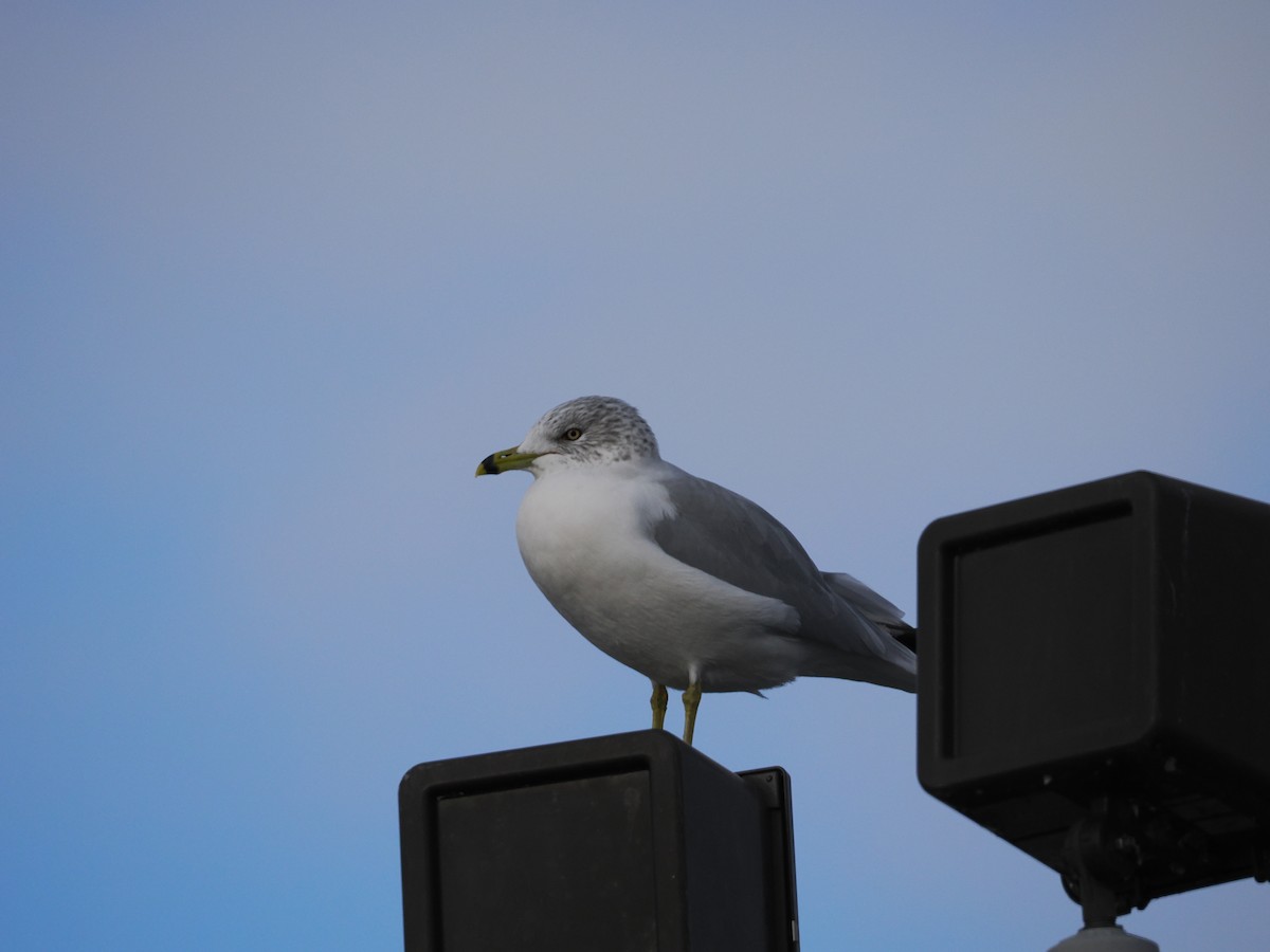 Делавэрская чайка - ML646426825