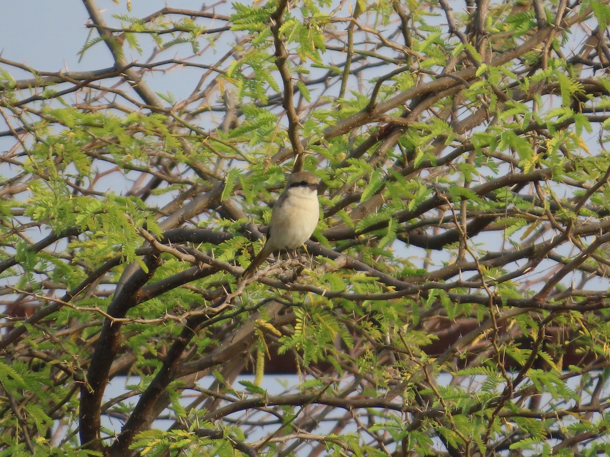 isabellavarsler - ML646426826