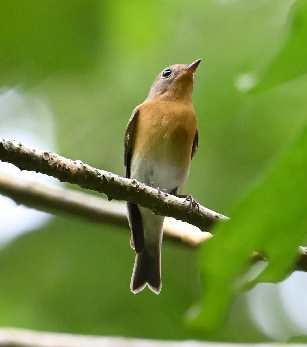 lejsek tajgový - ML646426830