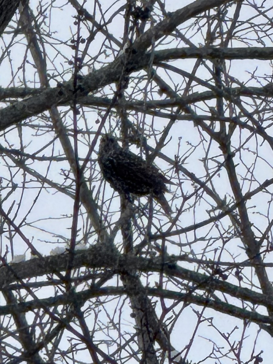 European Starling - ML646426831